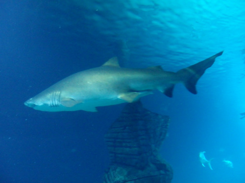 L'Oceanogr&agrave;fic Center.